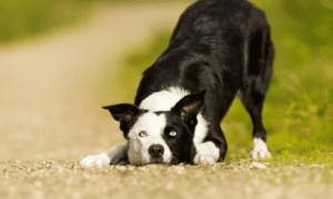 border collie laid