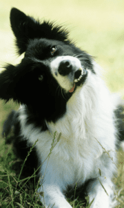 border collie traning