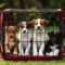 crate-full-dog-puppies